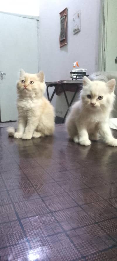 punch faced cat pair