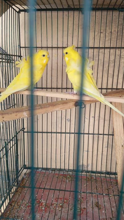 Cage for parrot and hogoromo