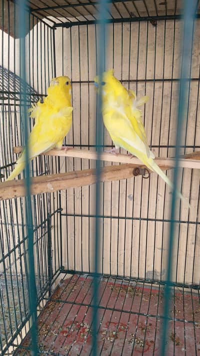 Cage for parrot and hogoromo