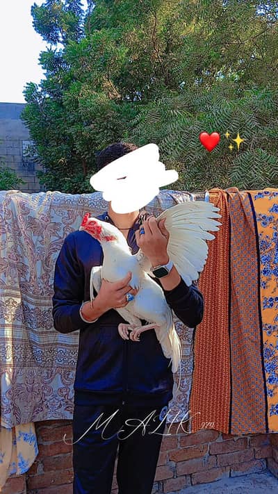 aseel heera