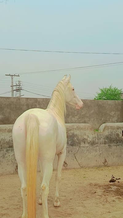 very beautiful nukri