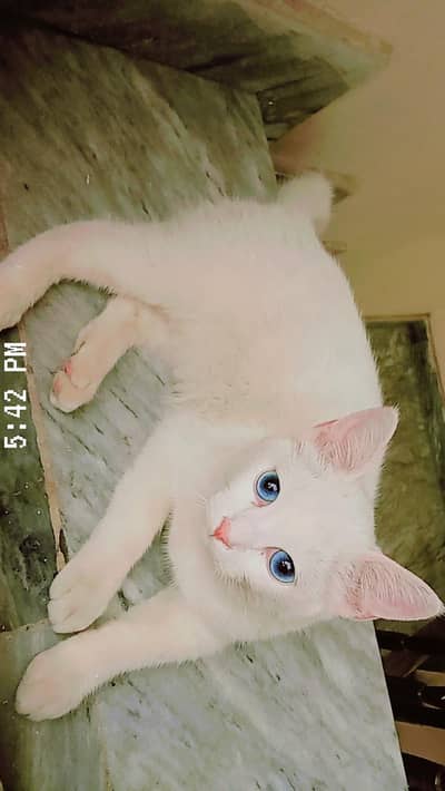 Cute Blue Eyes Cat