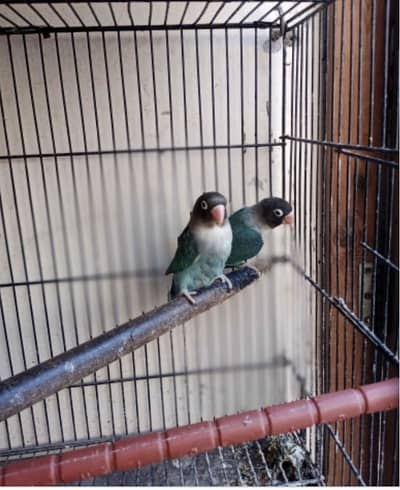 AUSTRALIAN ,ELOPINO RED EYE LOVEBIRD,FISCHERS,BLUEMASK,BLACKMASK.