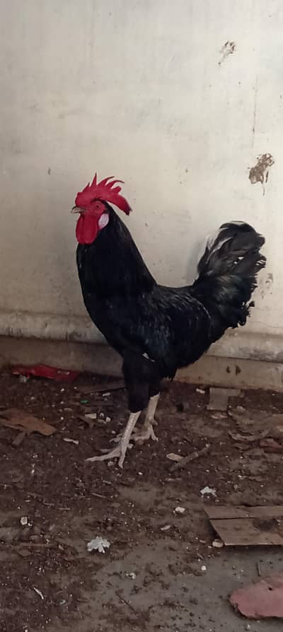 Oster lob pair and 2 misri hens