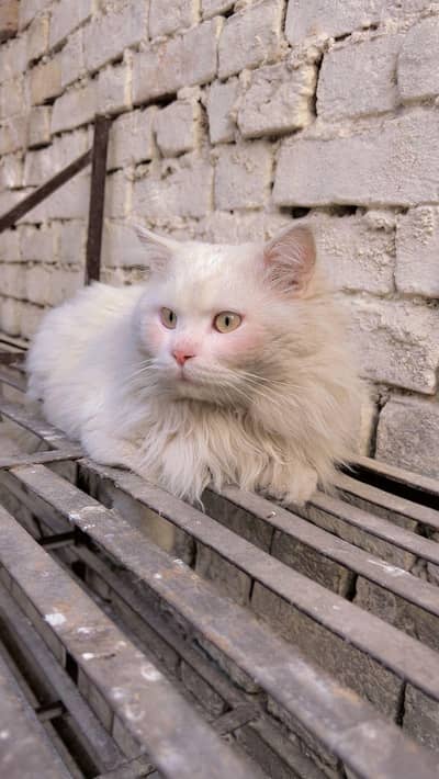Snow-White Persian Cat ~ A Bundle of Cuteness!