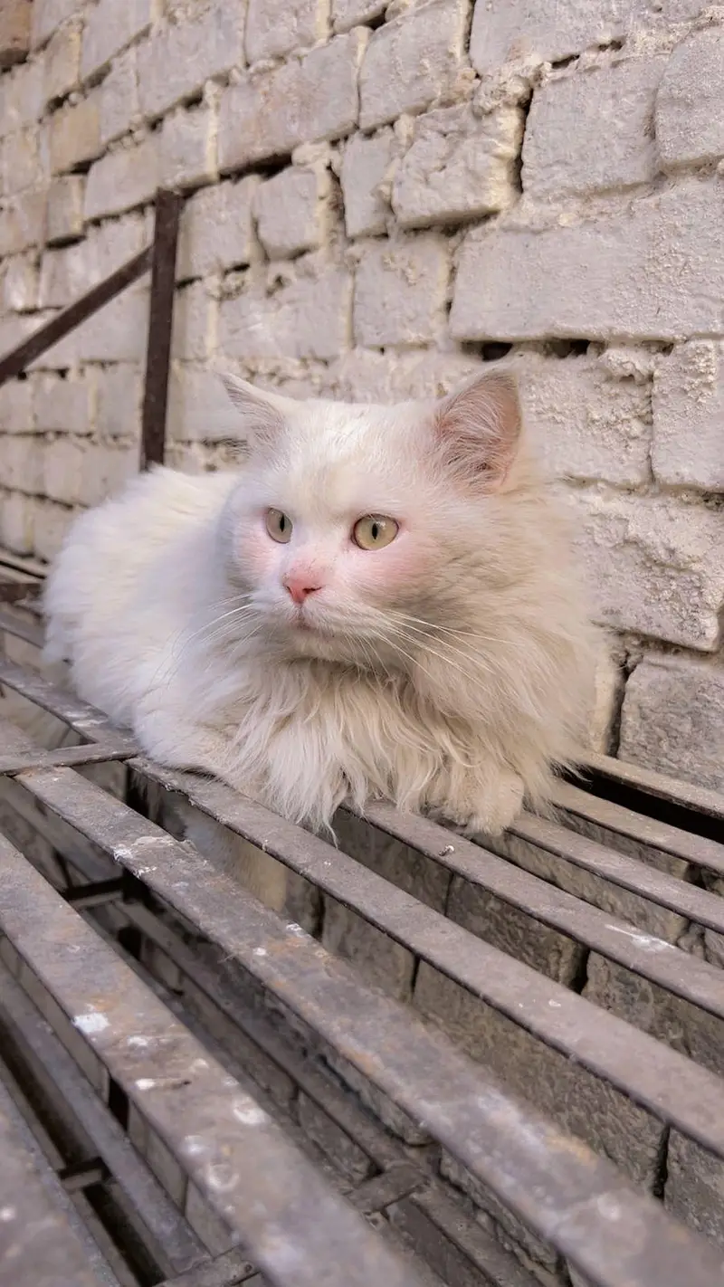 Snow-White Persian Cat ~ A Bundle of Cuteness!