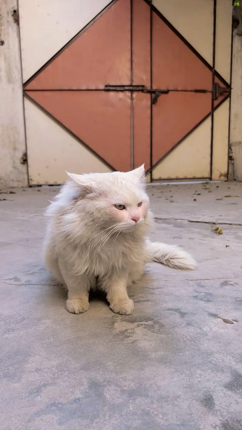 Snow-White Persian Cat ~ A Bundle of Cuteness! — photo 2