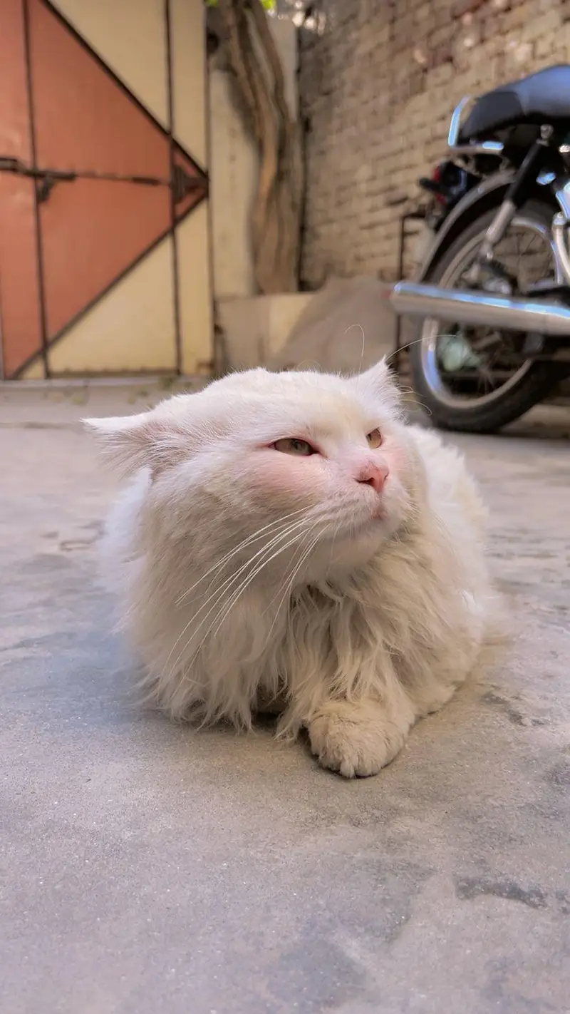 Snow-White Persian Cat ~ A Bundle of Cuteness! — photo 3