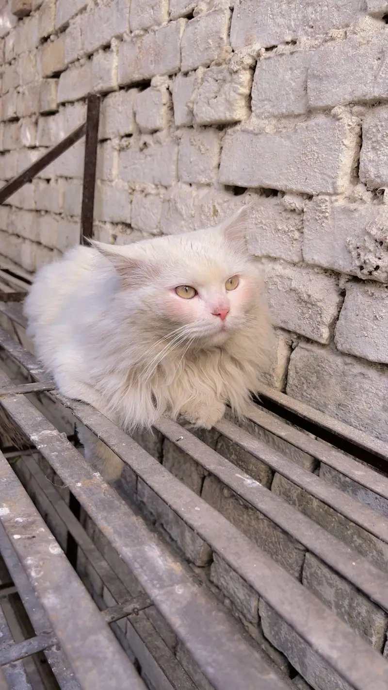 Snow-White Persian Cat ~ A Bundle of Cuteness! — photo 4
