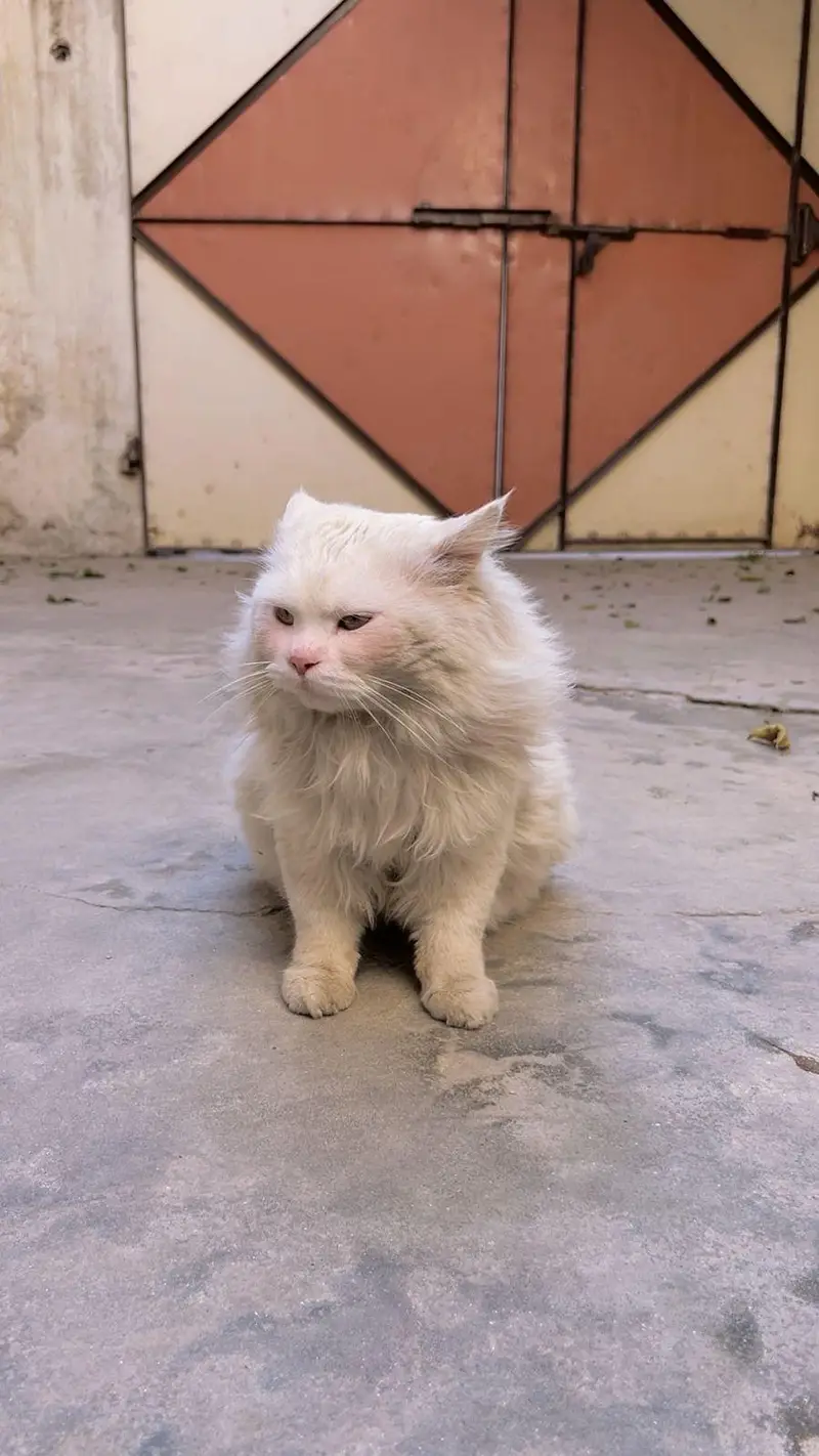 Snow-White Persian Cat ~ A Bundle of Cuteness! — photo 5