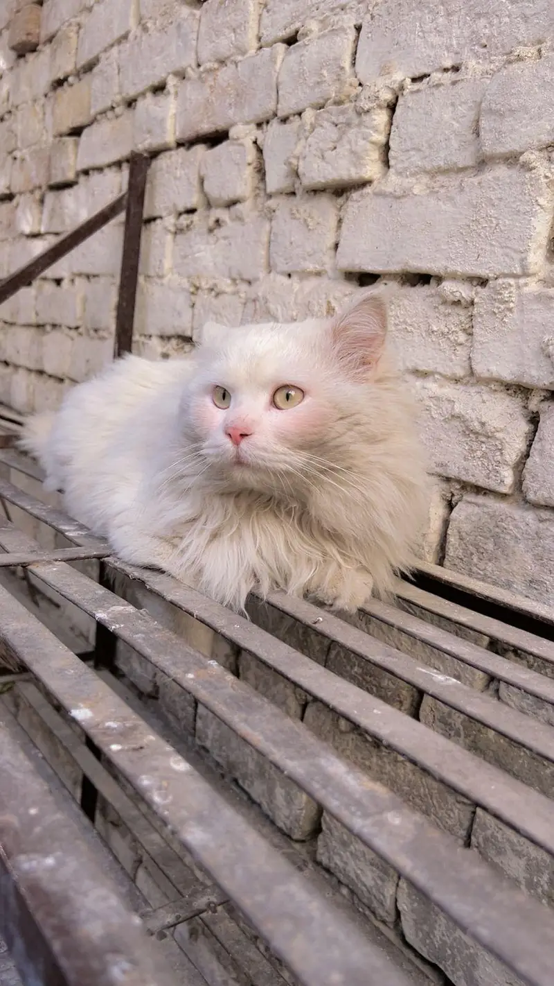 Snow-White Persian Cat ~ A Bundle of Cuteness! — photo 6
