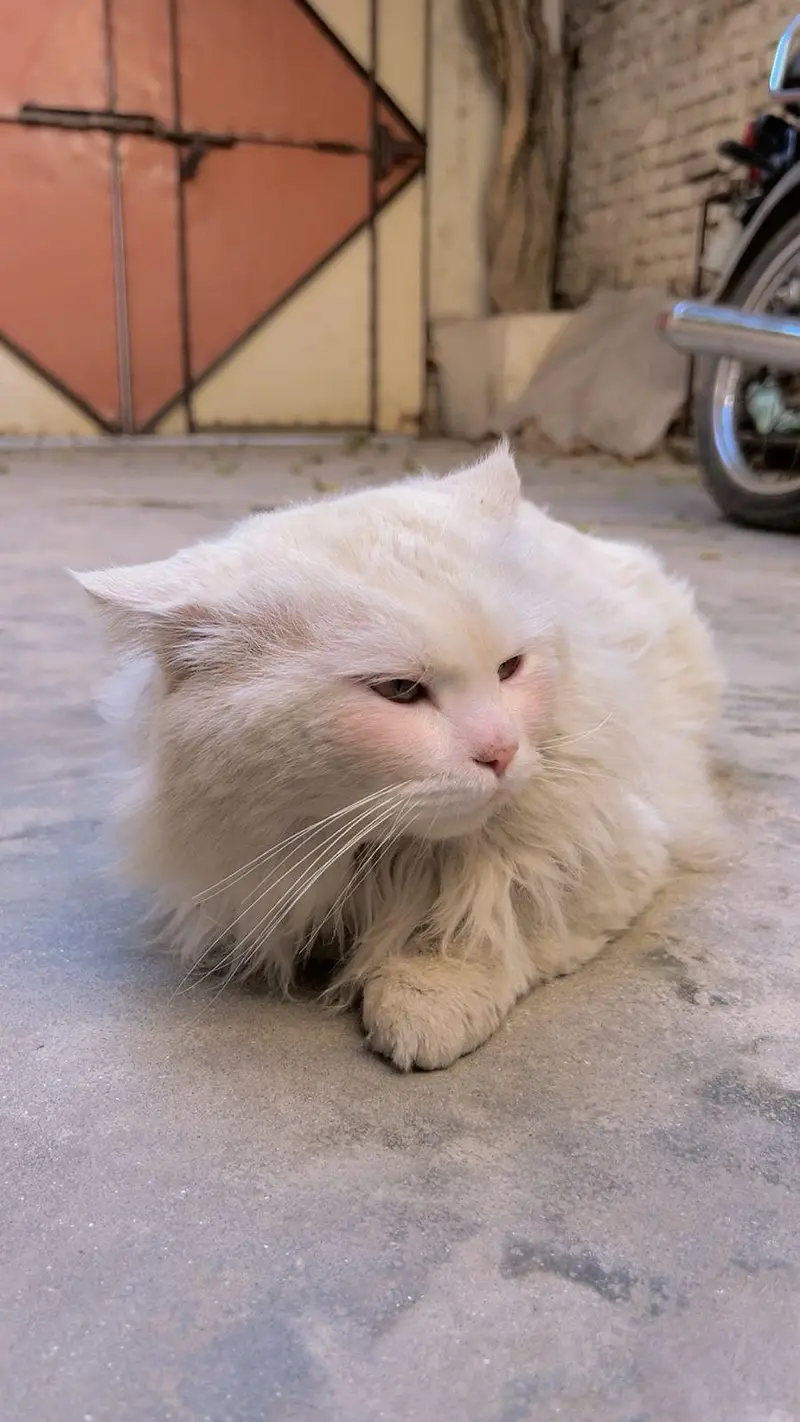 Snow-White Persian Cat ~ A Bundle of Cuteness! — photo 7