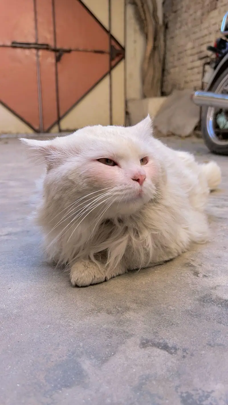 Snow-White Persian Cat ~ A Bundle of Cuteness! — photo 8