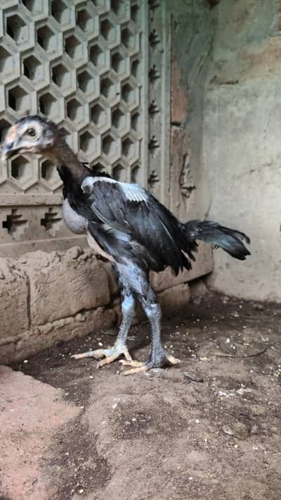 Imported Aseel Chicks