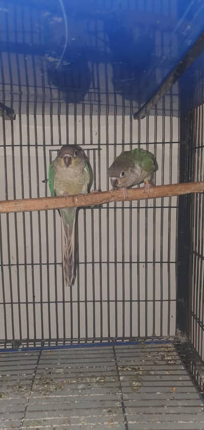 blue torquioise wfwc pair with dna for sale 0321/44/35/484