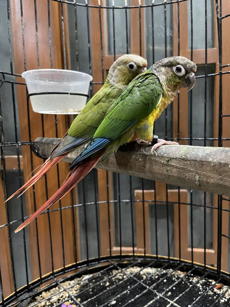 Pineapple conure pair 0