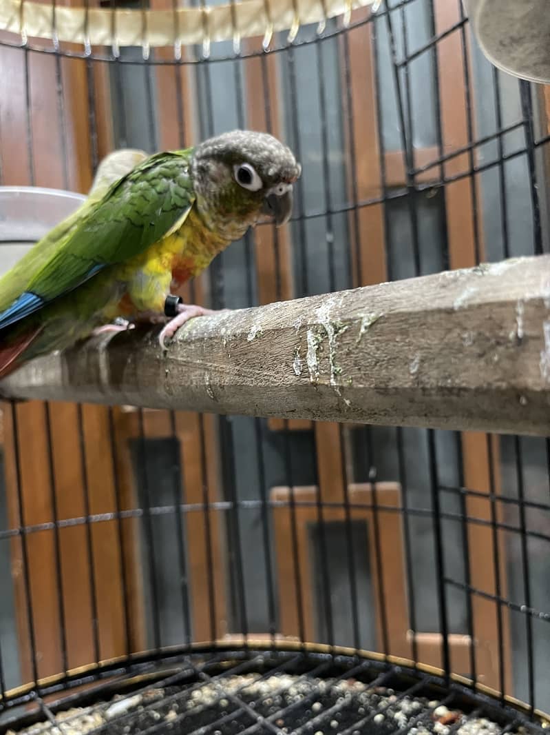 Pineapple conure pair 1