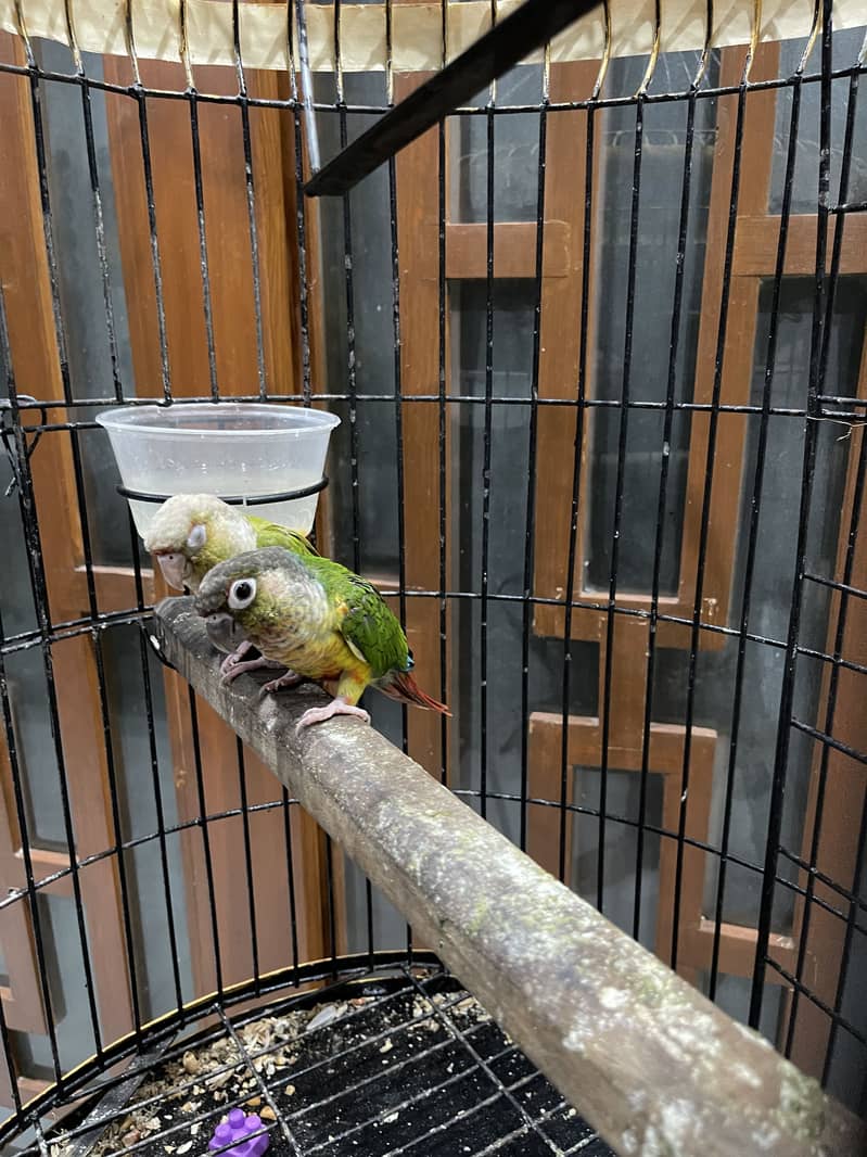Pineapple conure pair 2