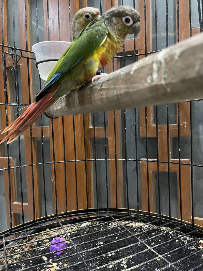 Pineapple conure pair 3