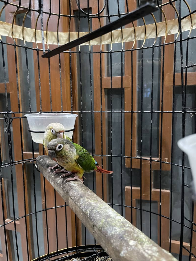 Pineapple conure pair 4