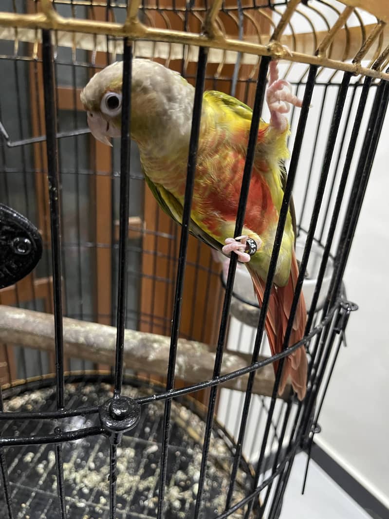 Pineapple conure pair 5