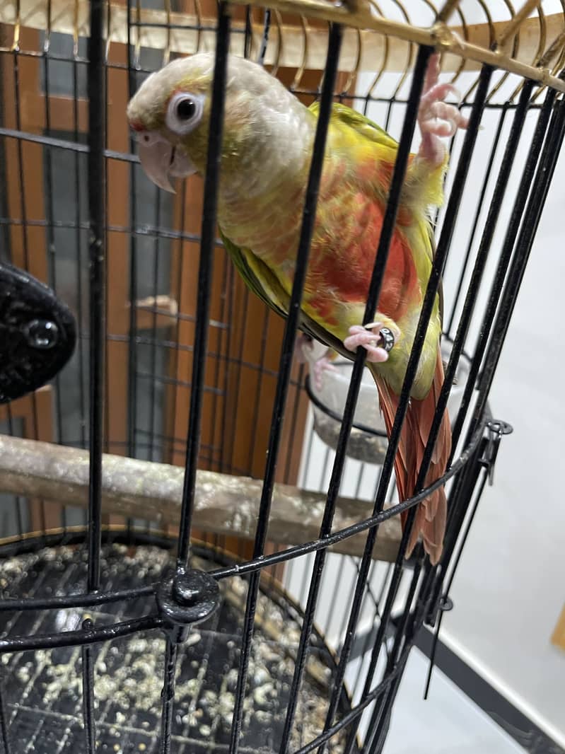 Pineapple conure pair 6