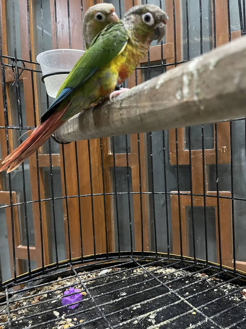 Pineapple conure pair 7