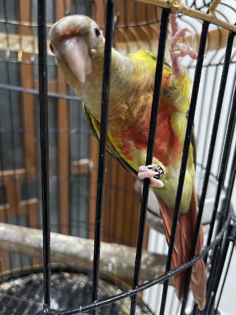 Pineapple conure pair 8