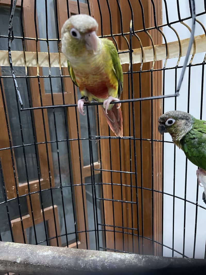 Pineapple conure pair 9