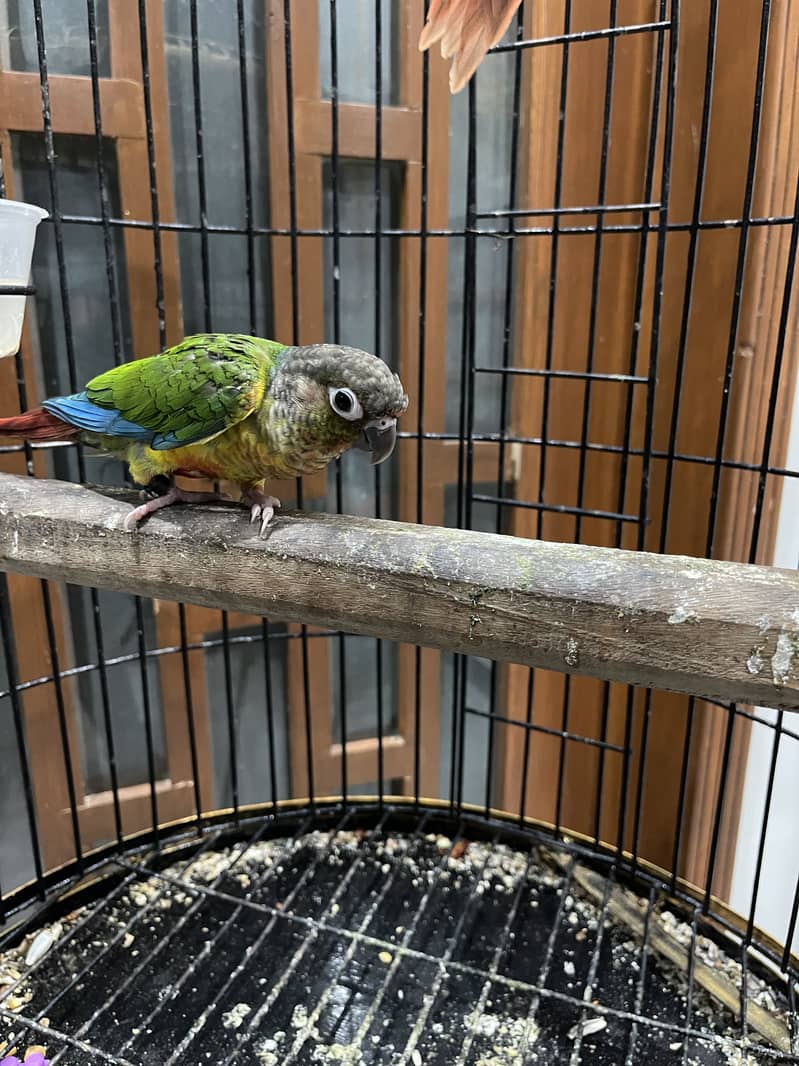 Pineapple conure pair 10