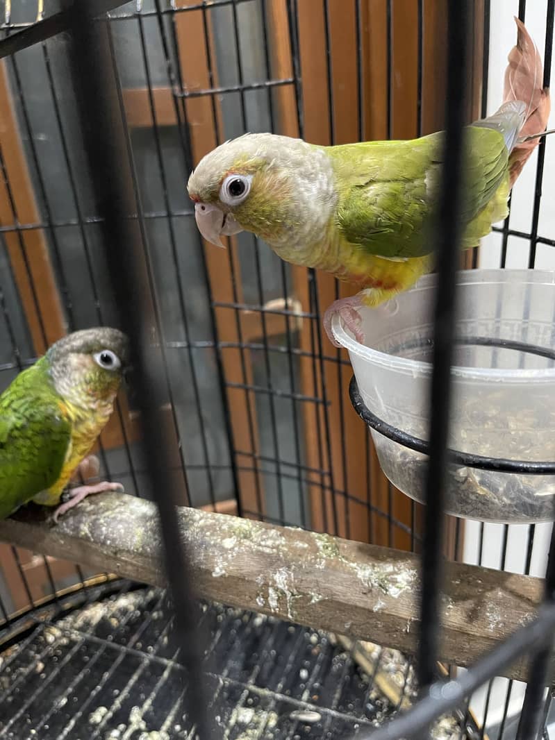 Pineapple conure pair 11