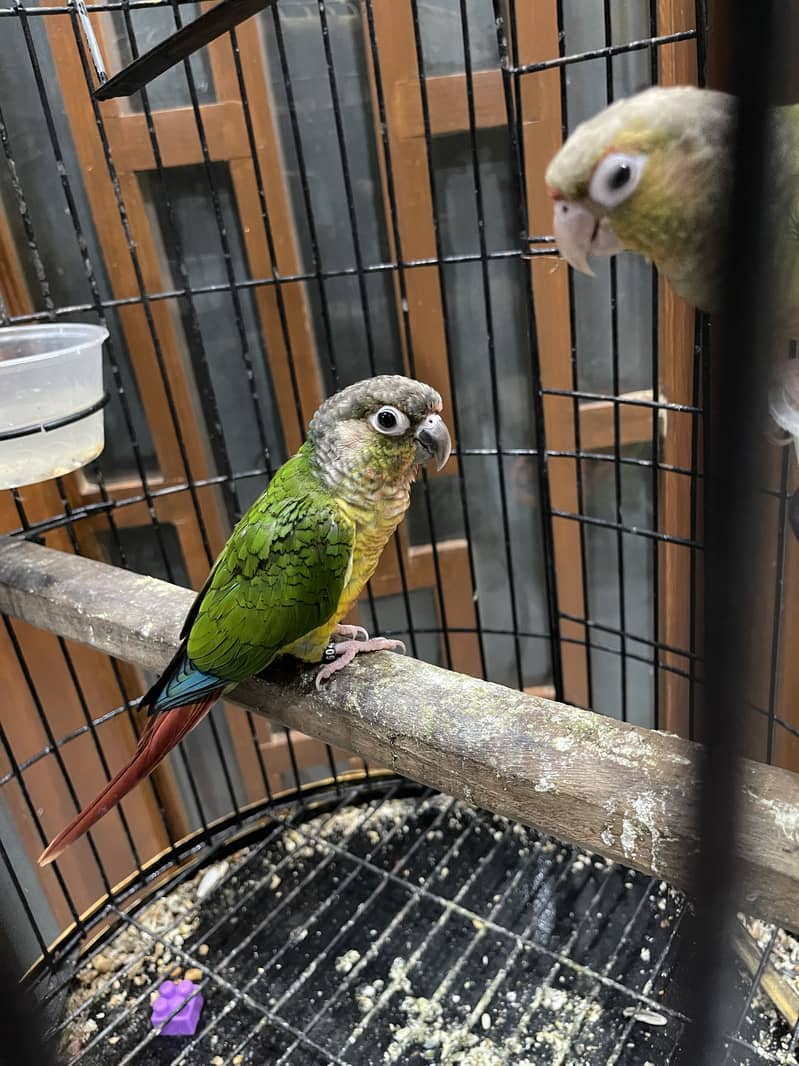 Pineapple conure pair 12