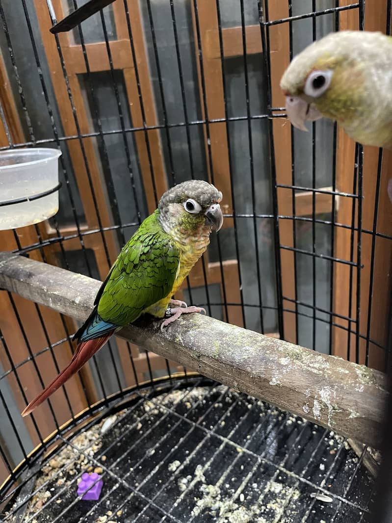 Pineapple conure pair 13