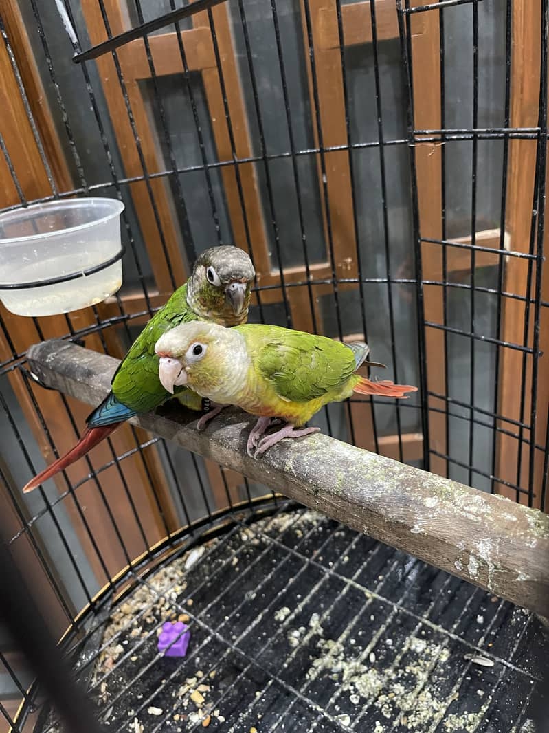 Pineapple conure pair 14
