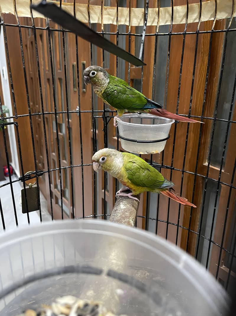 Pineapple conure pair 15
