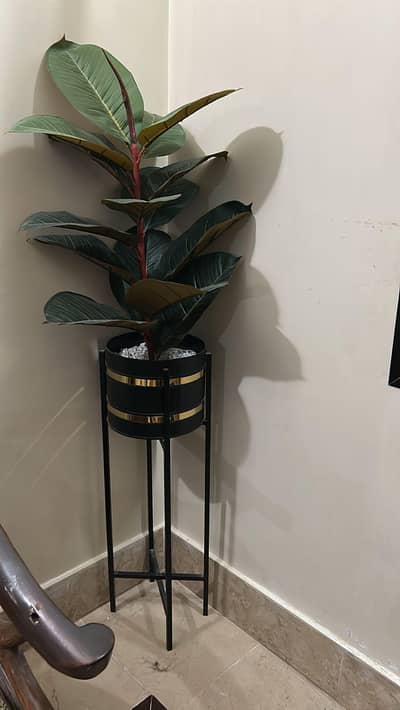 pot with plant