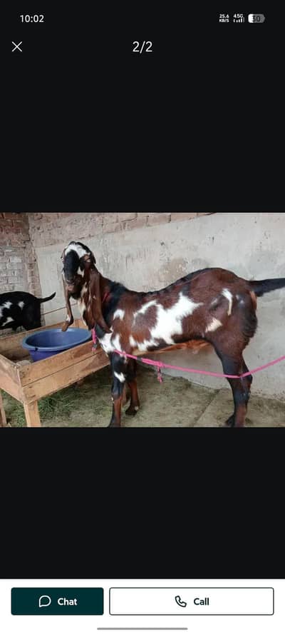 pure beetle breeder bakra