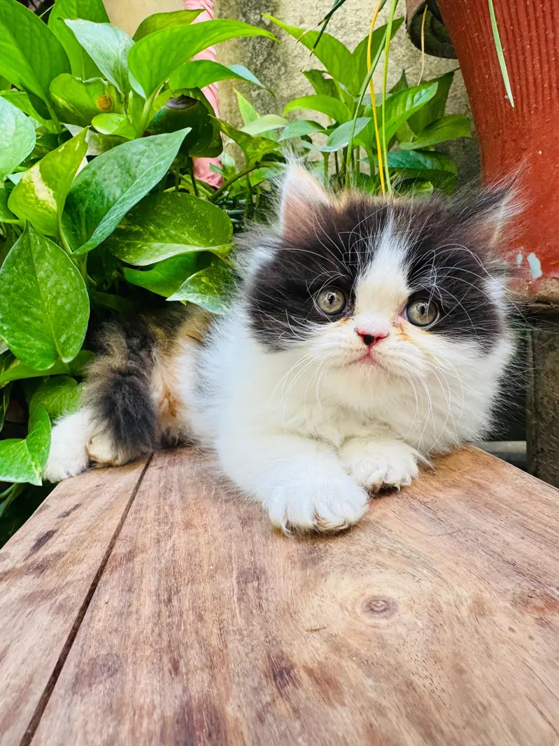 Persian calico — photo 2