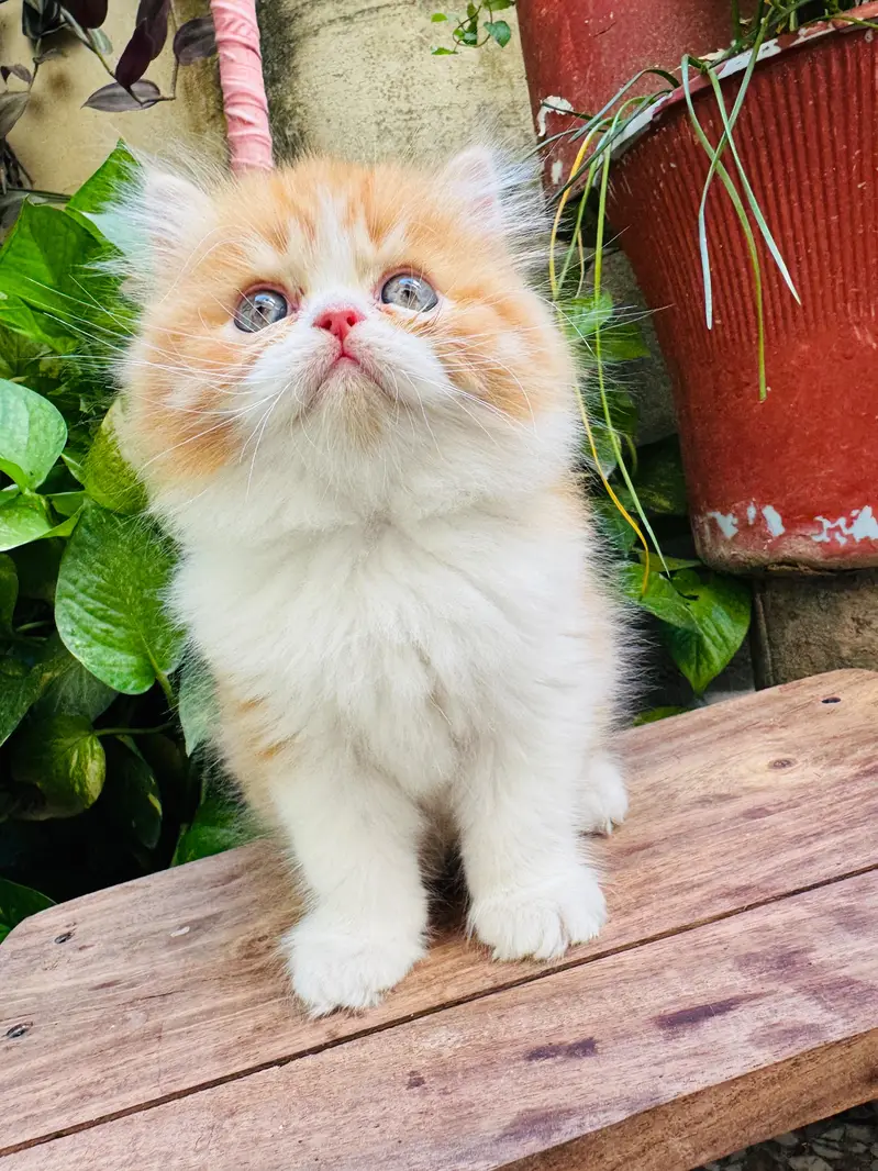 Persian calico — photo 6