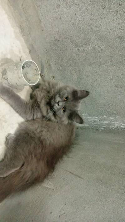catss