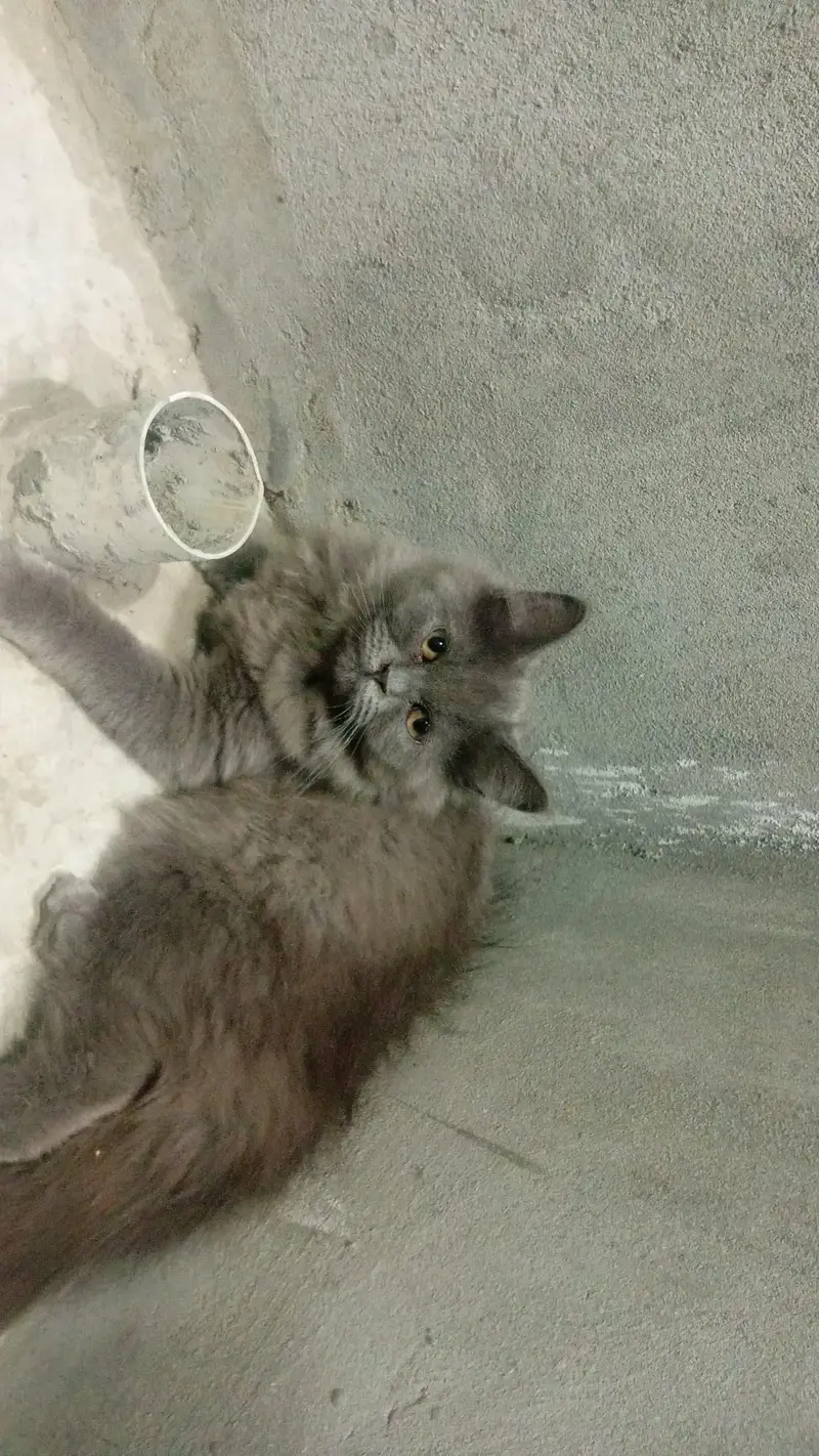 catss