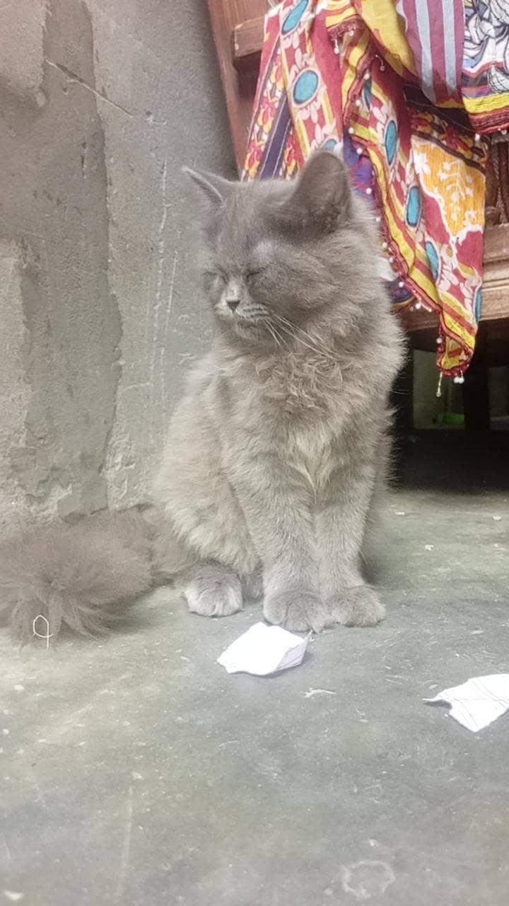 catss 1