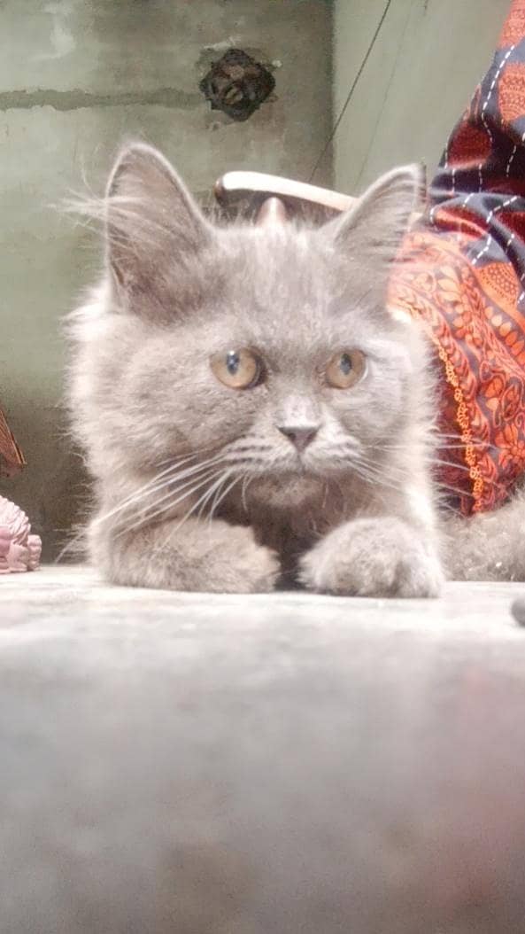 catss 2