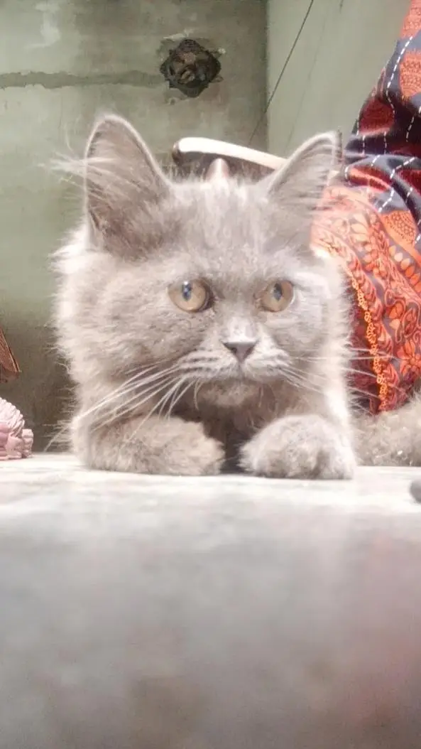 catss — photo 3