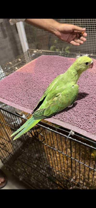 baby parrot