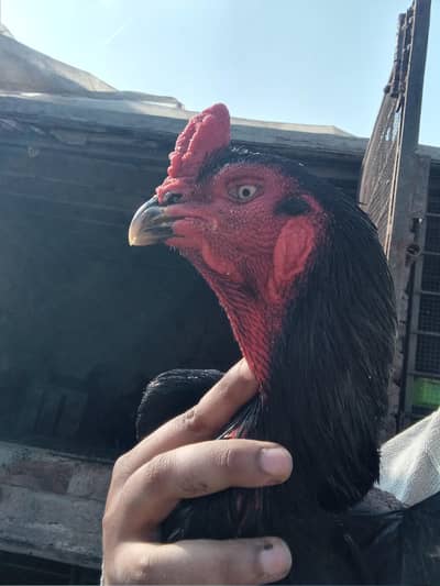 Black Cock and Hens