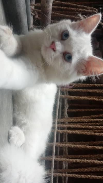 catss