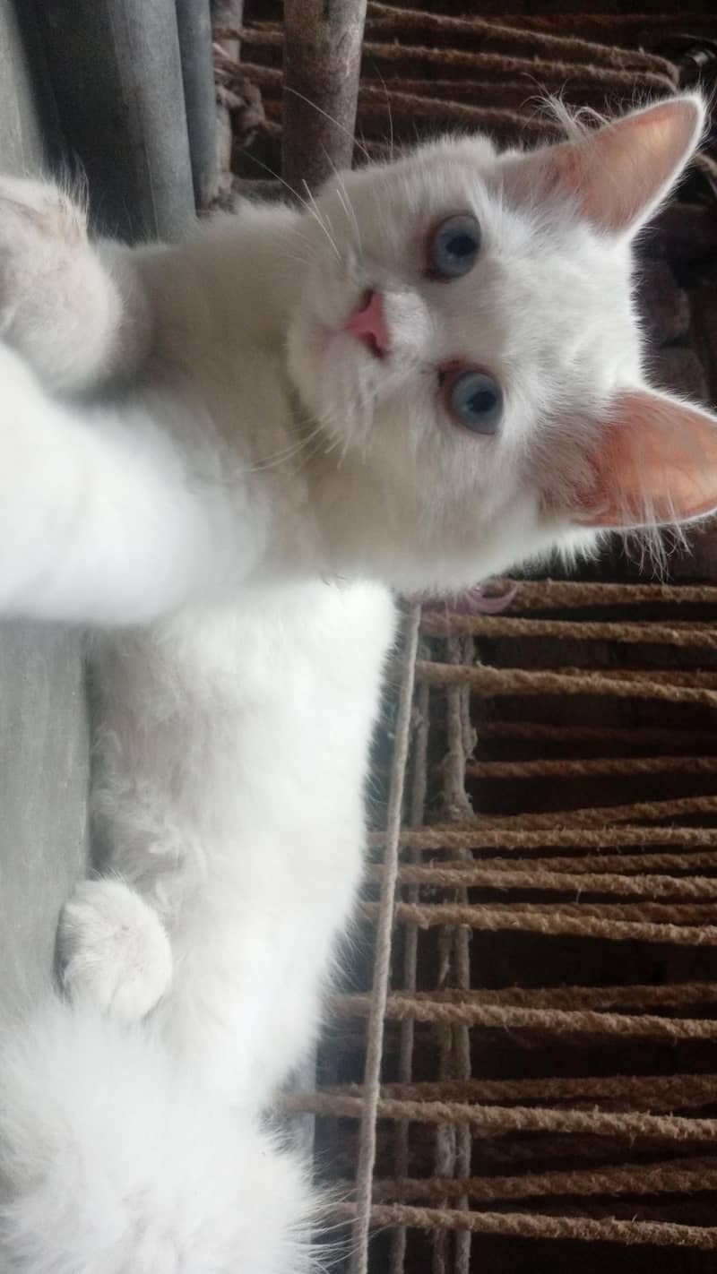 catss 0