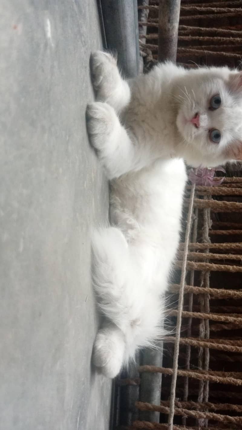 catss 1