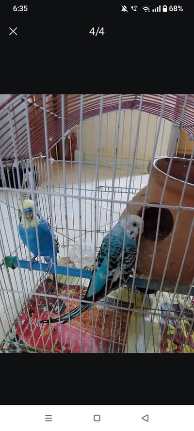 birds